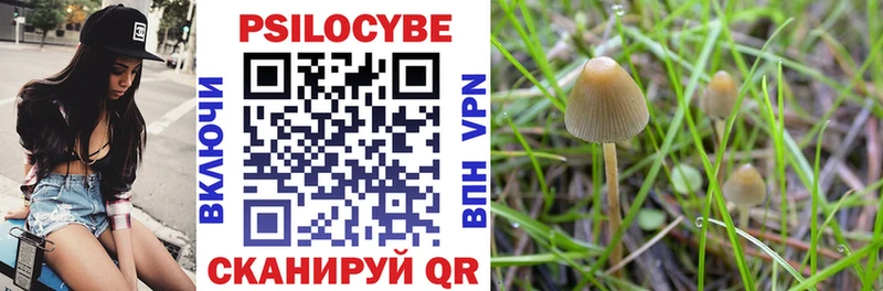 Псилоцибиновые грибы Cubensis  Купить где  Иннополис 